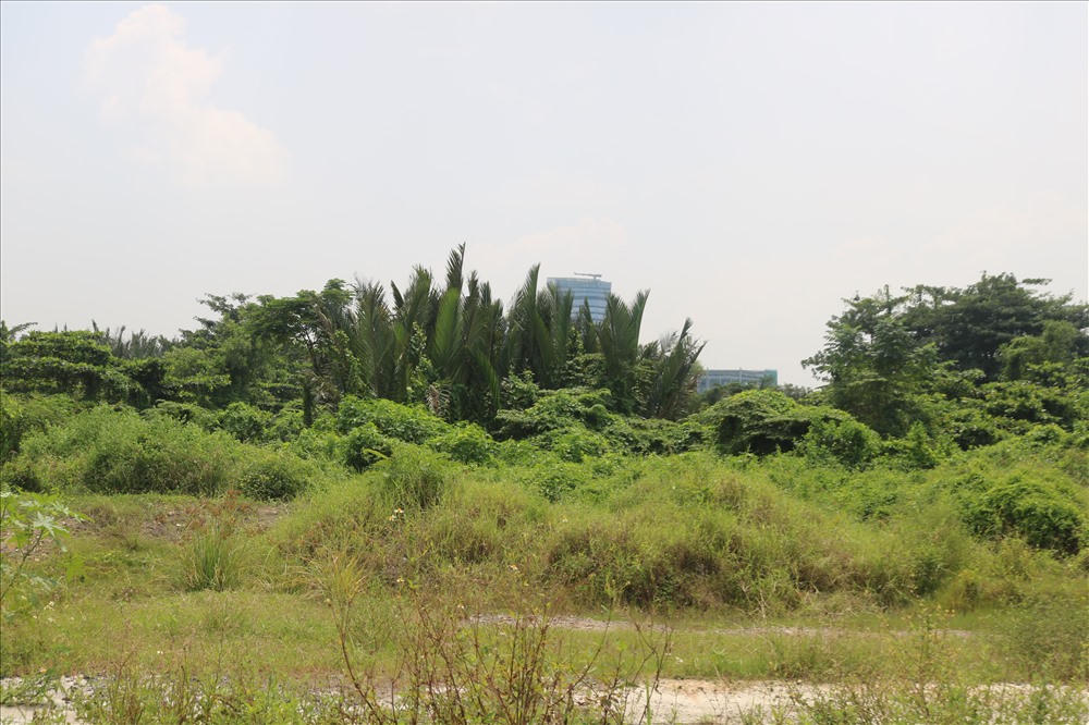 Khu đất xây dựng Nhà hát là vùng đầm lầy và dừa nước cùng cỏ mọc um tùm.