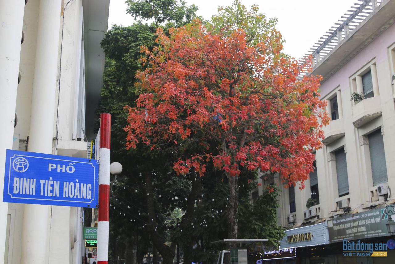 Hà Nội đẹp mộng mơ mùa lộc vừng thay lá