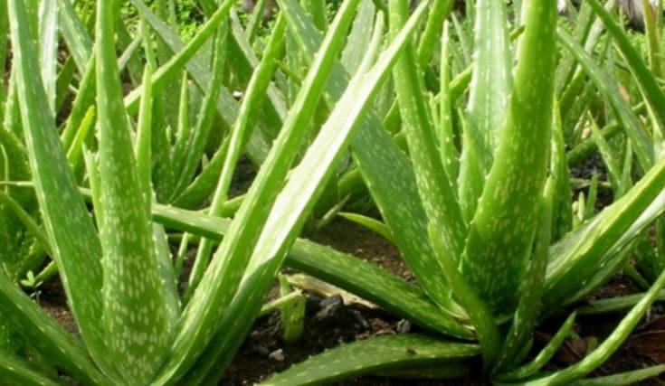 6 loại cây trồng trong phòng ngủ giúp bạn luôn ngon giấc