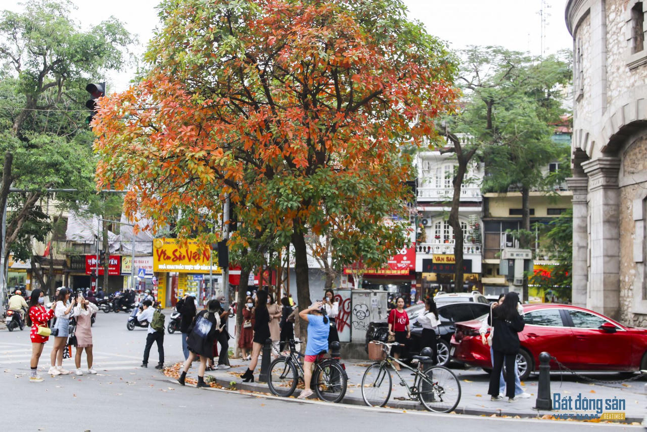 Hà Nội đẹp mộng mơ mùa lộc vừng thay lá