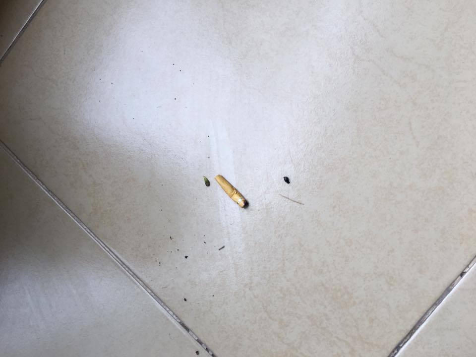 Người dân bịt mũi, nín thở sống trong chung cư tiền tỷ 