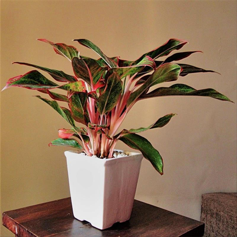 Tài lộc đua nhau ập tới khi trồng những cây này trong nhà