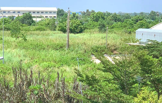 Làm dự án khu đô thị hàng trăm tỷ đồng rồi để lau sậy mọc um tùm 