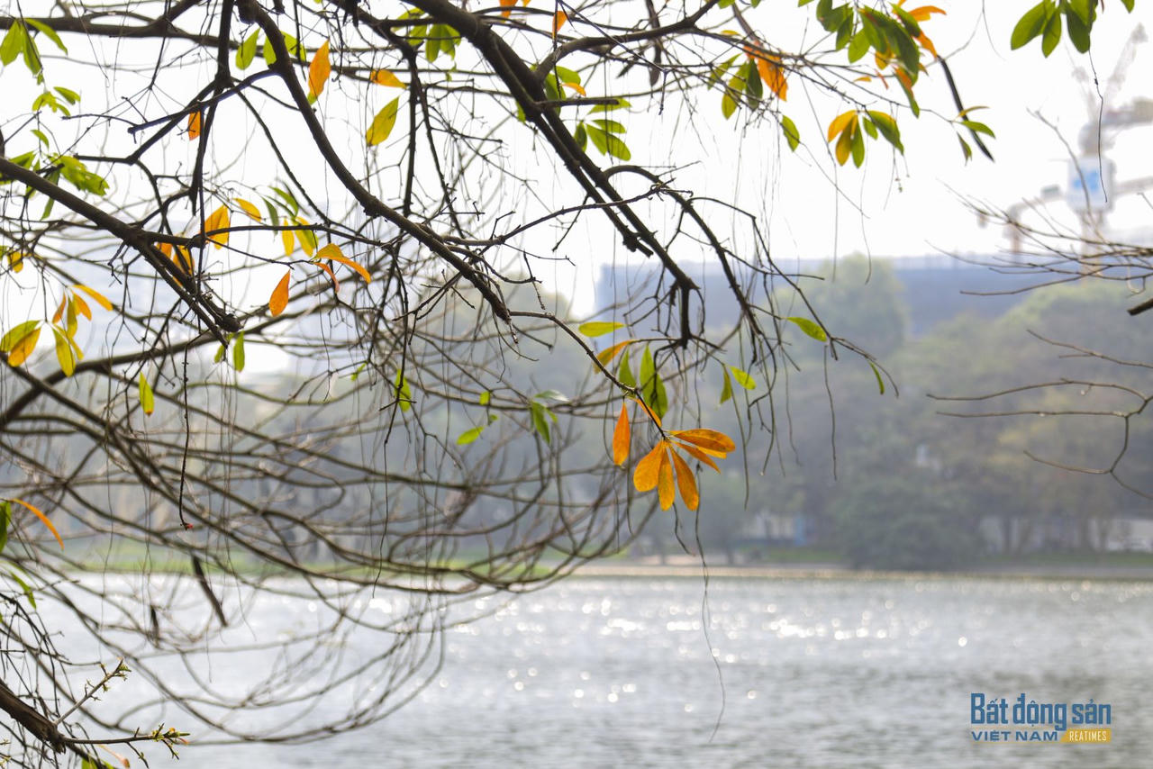 Hà Nội đẹp mộng mơ mùa lộc vừng thay lá