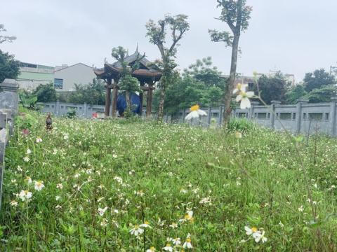 Công trình Văn Miếu gần 80tỷ không có đường vào: 'Sắp làm'