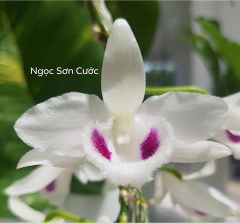 Bầu Đức mất quyền phủ quyết, Dũng 'lò vôi' lỗ nặng