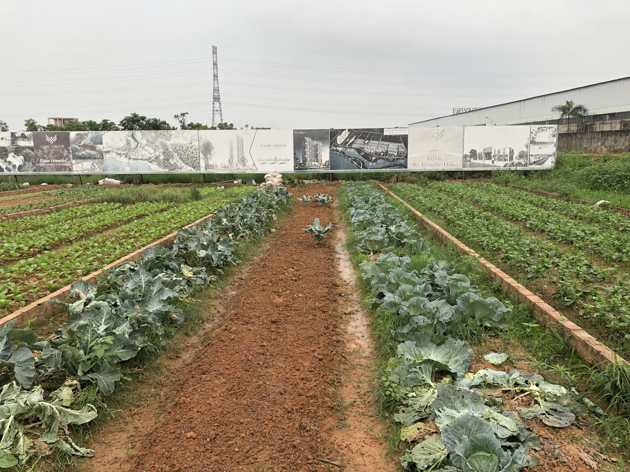 Sốt đất và bài học cay đắng từ 'vườn rau bất đắc dĩ' The Diamond Park của Videc ở Mê Linh