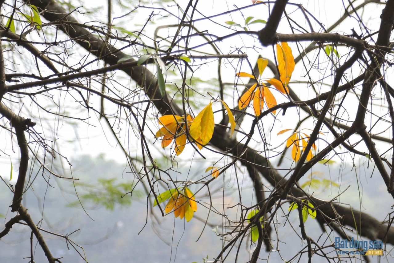 Hà Nội đẹp mộng mơ mùa lộc vừng thay lá