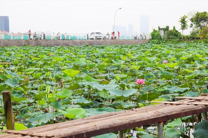 Khu đất sẽ được đấu giá với mục đích trồng sen