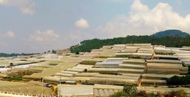 Nhiều công trình nhà kính lấn đất lâm nghiệp. &nbsp;