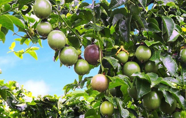 Hoàng Anh Gia Lai bán xong cổ phiếu HNG để làm tài sản đảm bảo cho tái cơ cấu khoản vay