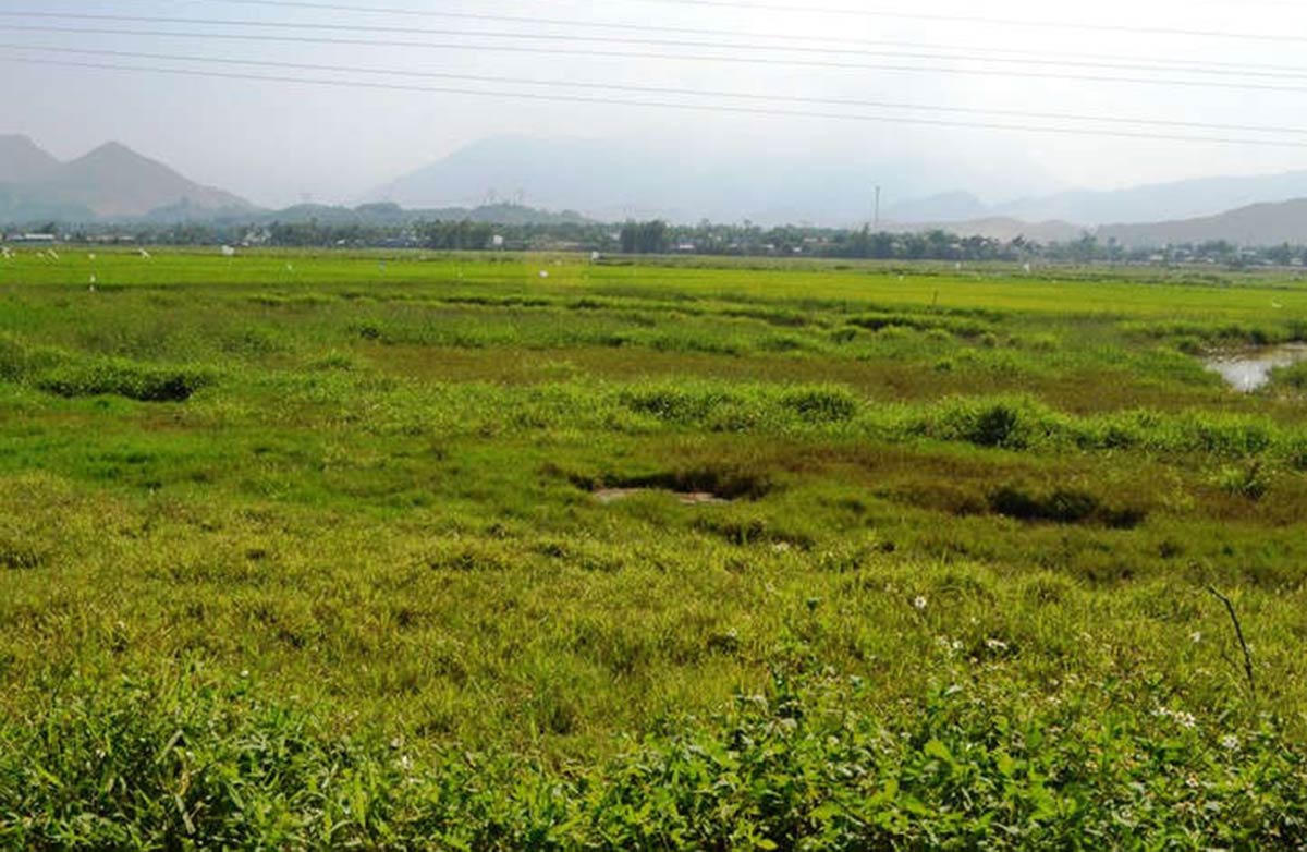 Đất nông nghiệp bỏ hoang sẽ bị nhà nước thu hồi