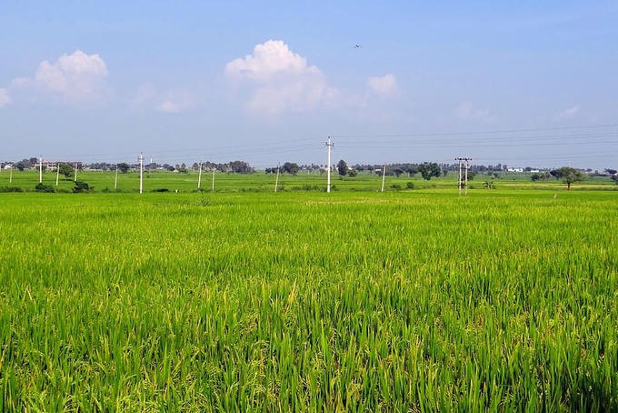 Hạn chế chuyển đổi đất chuyên trồng lúa nước sang đất phi nông nghiệp. Ảnh minh hoạ. &nbsp;