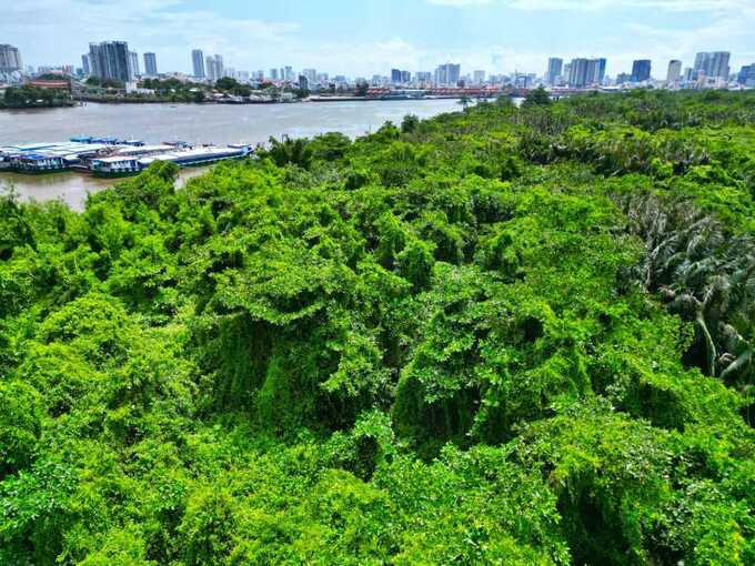 hiện phần lớn khuôn viên là rừng ngập nước, đầm lầy (Ảnh: Báo Lao Động) &nbsp;
