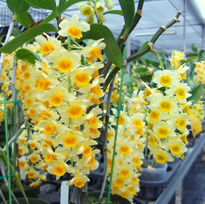 6 loại cây trồng trong phòng ngủ giúp bạn luôn ngon giấc