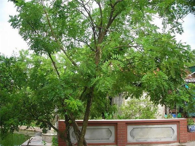 Trong cay gi truoc nha de gia chu may man, phat tai-Hinh-4