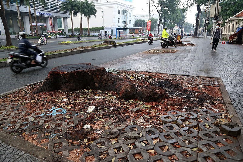 Đường Tôn Đức Thắng sau khi bị chặt đốn cây. Ảnh: HOÀNG GIANG