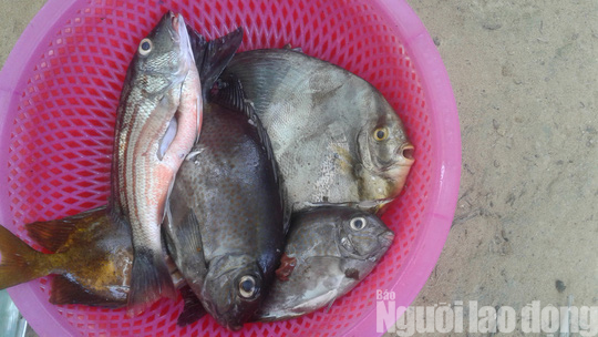 Ra Phú Quốc, ngất ngây lặn biển đâm cá, ngắm san hô ở Hòn Gầm Ghì - Ảnh 23.