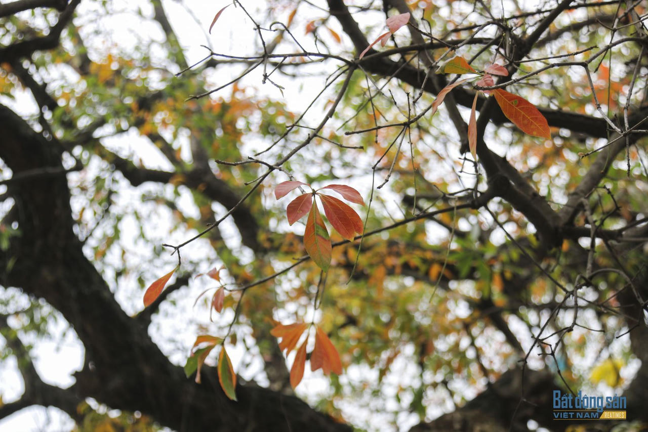 Hà Nội đẹp mộng mơ mùa lộc vừng thay lá