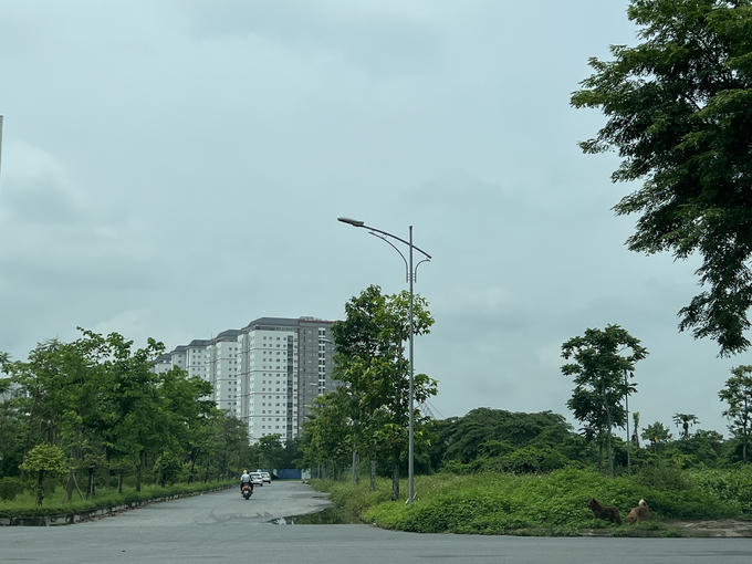 Bên cạnh các toà chung cư dân đã về ở là các khu đất để hoang cỏ mọc um tùm từ nhiều năm nay.