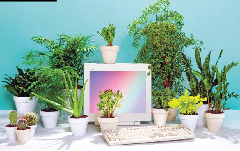 Những nguyên tắc bố trí cây xanh trong văn phòng