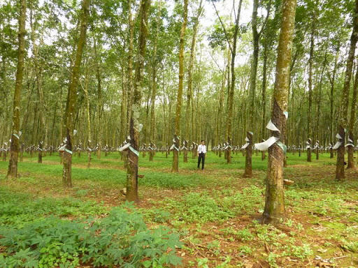 Ảnh minh họa &nbsp;