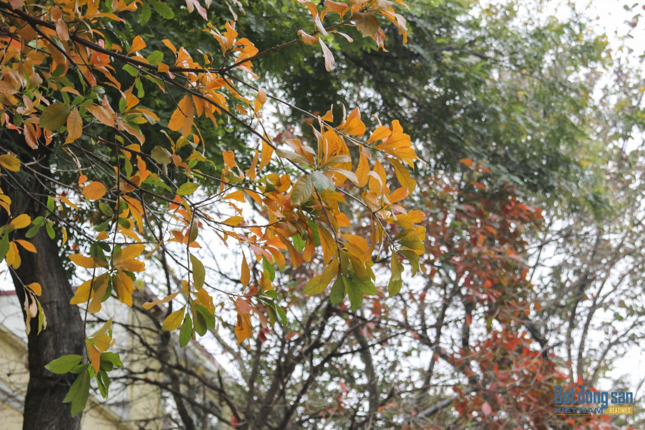 Hà Nội đẹp mộng mơ mùa lộc vừng thay lá