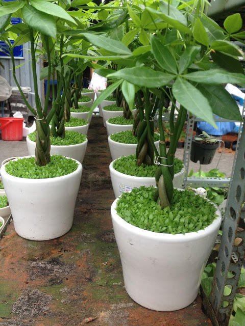 Tài lộc đua nhau ập tới khi trồng những cây này trong nhà