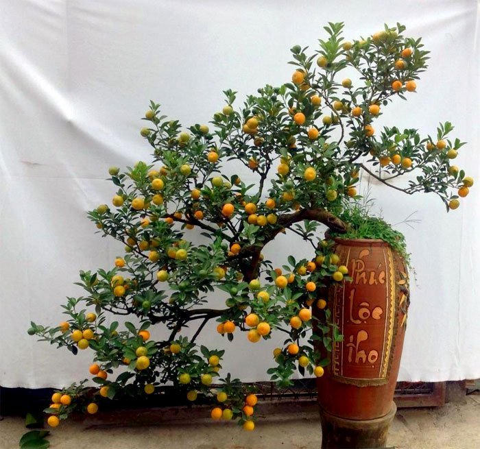 Trưng quất, đào, mai ngày Tết thế nào cho đúng phong thủy?
