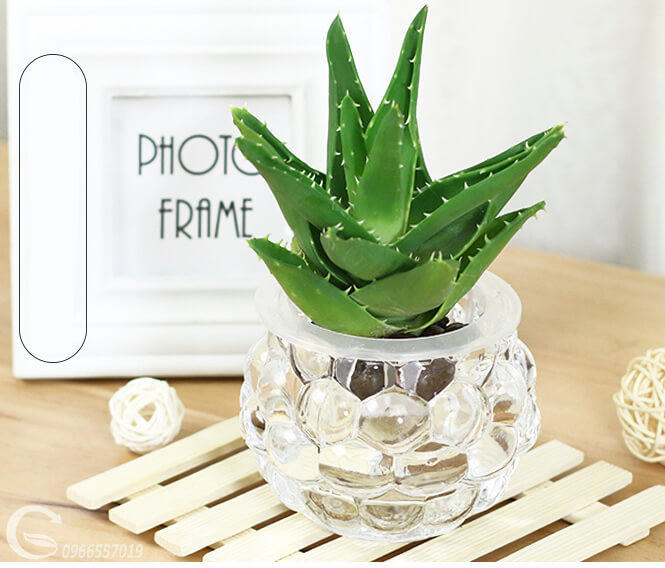 Những cây cảnh 'nhỏ nhưng có võ' hút sạch chất độc hại trong nhà 