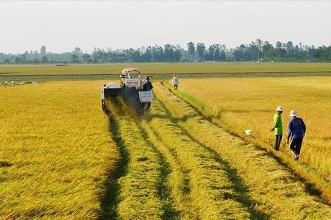 Không trực tiếp sản xuất nông nghiệp vẫn nhận chuyển nhượng đất trồng lúa. Ảnh minh họa &nbsp;