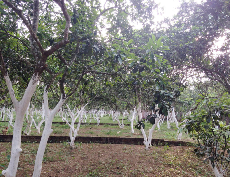 Sốt đất, tăng giá gấp 5 lần: Bùng nổ ở Hòa Lạc