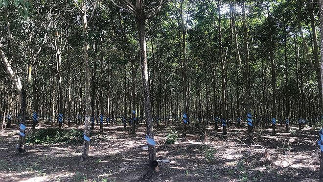 Giá Bitcoin ngày 10/12: Rớt giá thê thảm