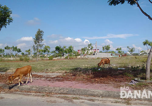 Bát nháo chuyện kinh doanh đất nền ven sông Cổ Cò