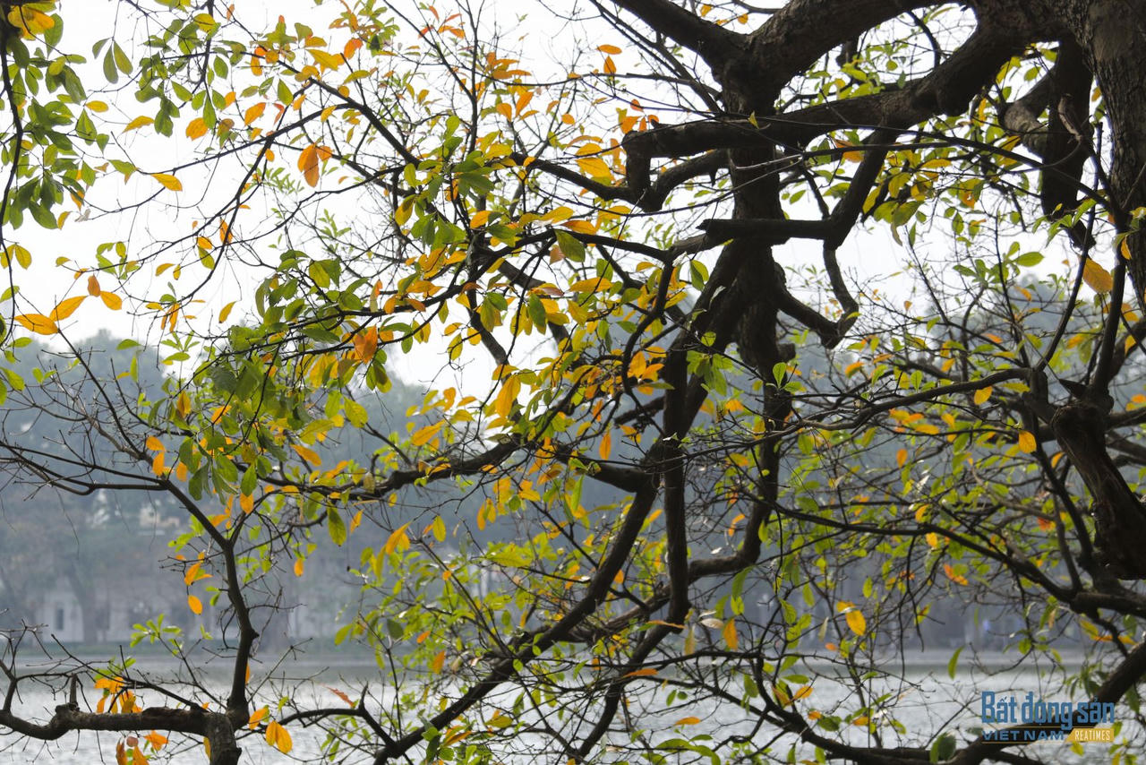 Hà Nội đẹp mộng mơ mùa lộc vừng thay lá
