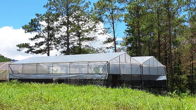 Nhà kính “mọc” trái phép trên đất quy hoạch lâm nghiệp tại TP Đà Lạt. (Ảnh: G.B) &nbsp;