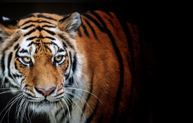 Nhà đầu tư ngoại 'già' nhất thị trường chứng khoán Việt Nam và những thương vụ ‘hốt bạc' năm 2017