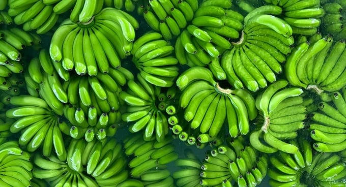 Sản phẩm chuối nải của HAGL trong quá trình sơ chế. Năm 2024, doanh thu bán trái cây đạt 4.139 tỷ đồng, chiếm tỷ trọng 71,6%; Lợi nhuận gộp 2.047 tỷ đồng với biên lợi nhuận gộp đạt 49,5%.