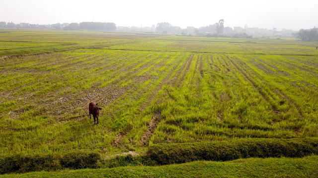 Toàn cảnh khu đất 100 ha dự kiến làm trường đua ngựa tại Hà Nội