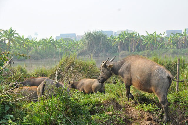 "Về tay" tỷ phú Nguyễn Thị Phương Thảo, siêu dự án Bắc An Khánh vẫn... chăn thả trâu bò
