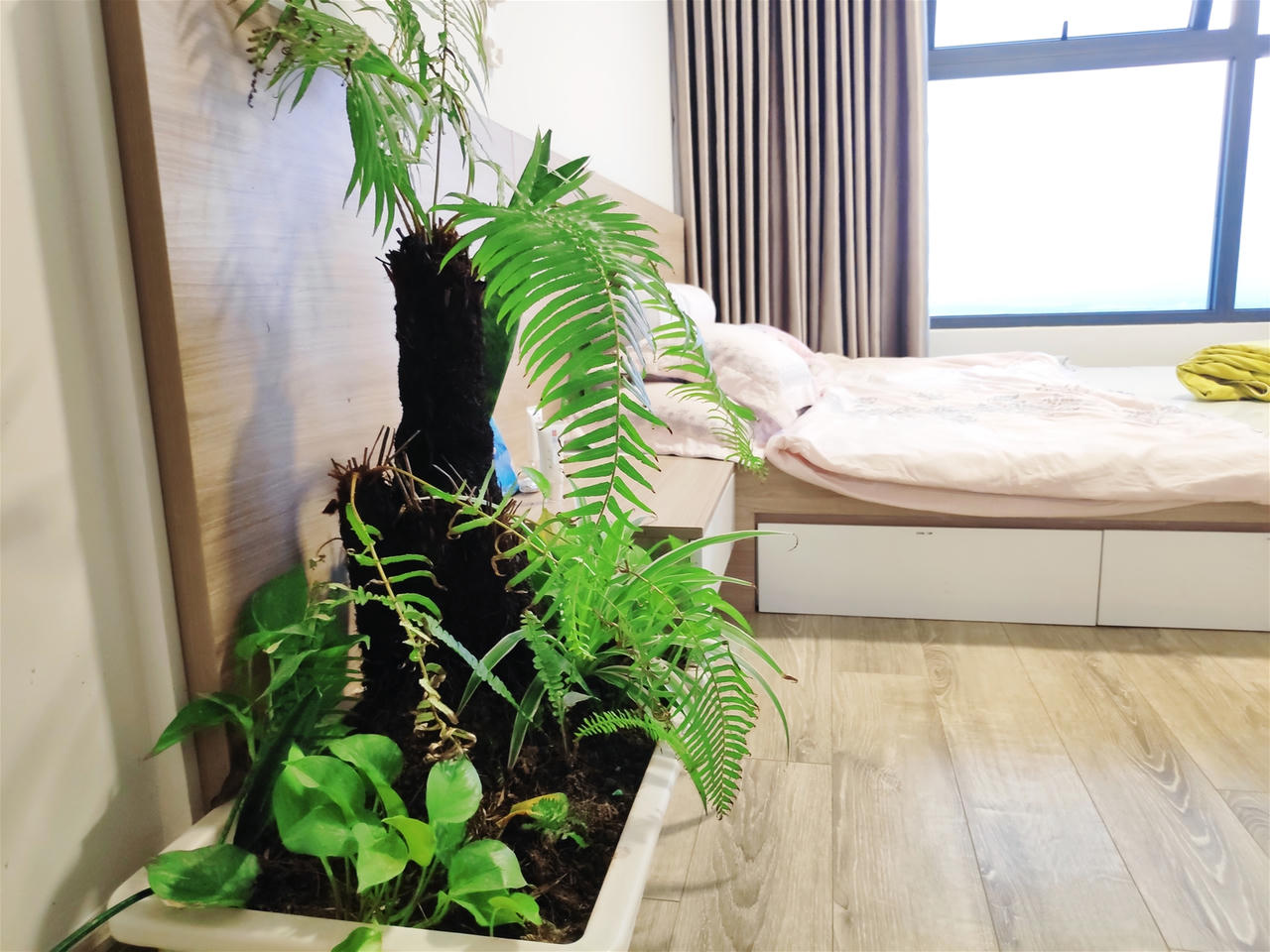 Cần lưu ý điều gì khi nuôi dưỡng cây xanh trong nhà?