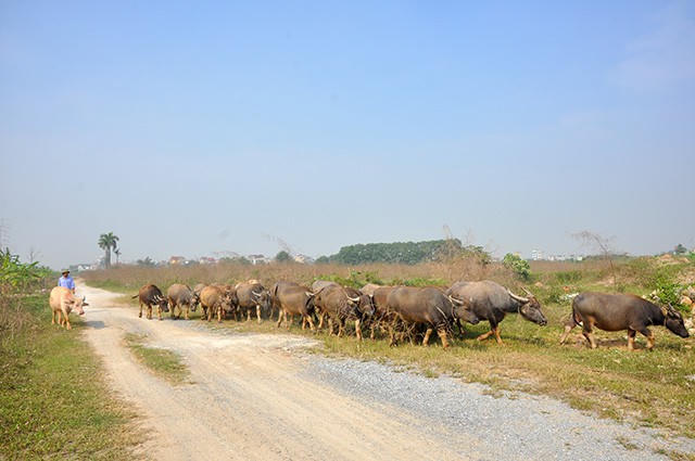 "Về tay" tỷ phú Nguyễn Thị Phương Thảo, siêu dự án Bắc An Khánh vẫn... chăn thả trâu bò