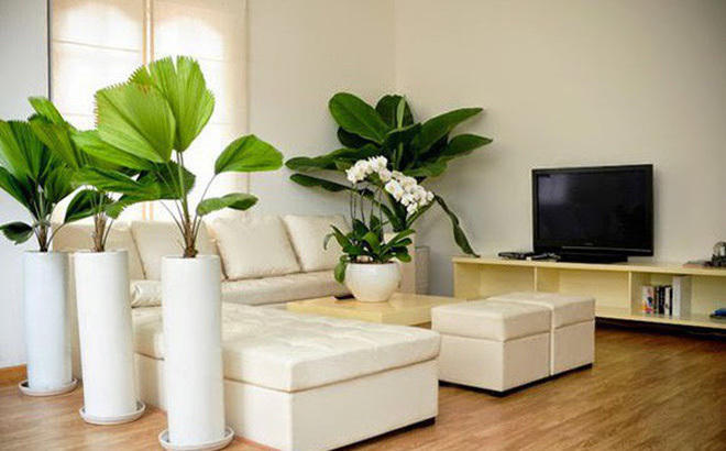 Bí kíp đơn giản đến giật mình giúp nhà mát rượi dù trời nóng đổ lửa