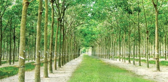 Một nông trường cao su của Đồng Phú. &nbsp;
