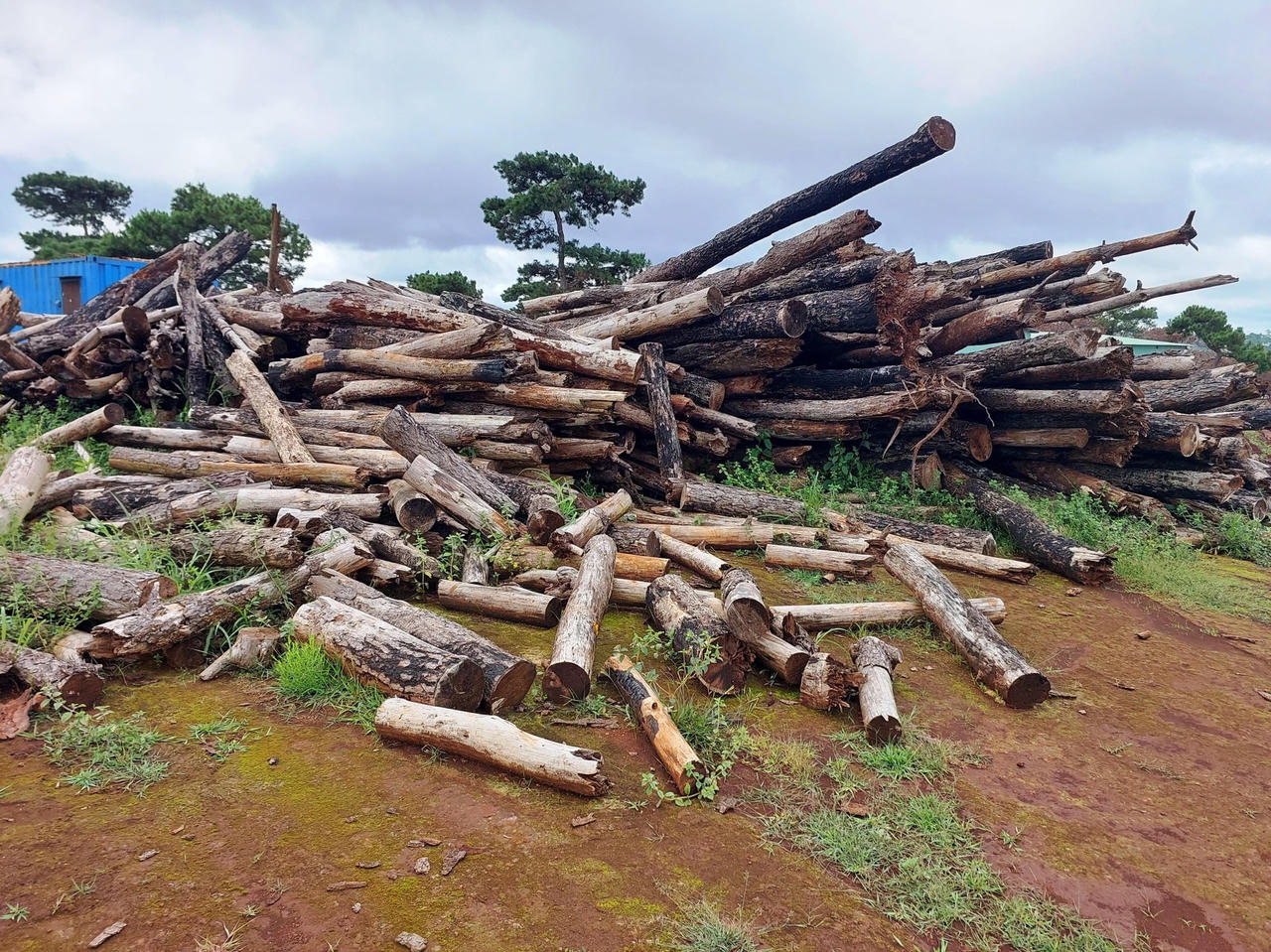 Cả trăm cây thông gom về một khu, chết hàng loạt &nbsp;