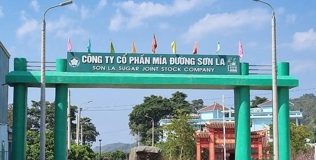 Mía đường Sơn La chia cổ tức 150% bằng tiền