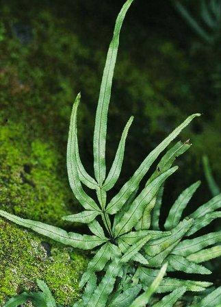 10 loại cây cảnh giúp hút khí độc trong nhà