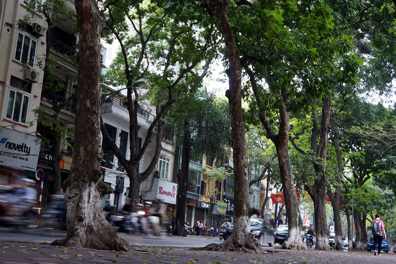 6.700 cây xanh; Hà Nội; chặt hạ