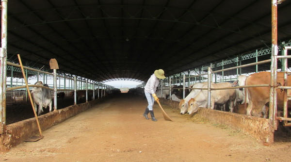 HAGL Agrico (HNG) lỗ 954 tỷ đồng trong năm 2016, vay nợ dài hạn tăng hơn 8.000 tỷ đồng