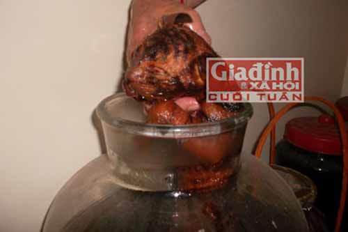 hổ-con, cao-hổ-cốt, chân-gấu, tay-gấu, động-vật, quý-hiếm, đại-gia, thú-chơi, vò-rượu, ngâm rượu, sách-đỏ, hà-nàm-hổ, ngâm-rượu, rượu-ngâm